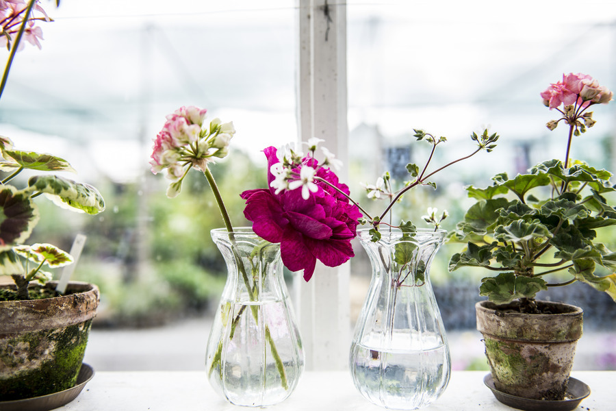 Flowers in Stockholm by Sivan Askayo on Artfully Walls Artfully Walls