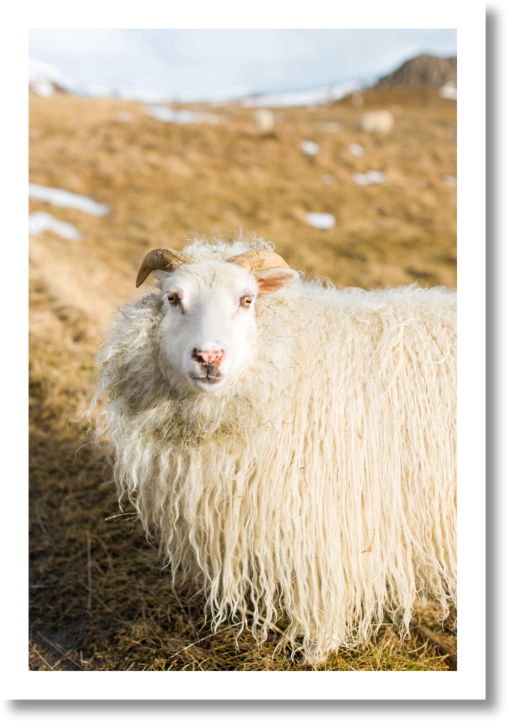 Icelandic Sheep by Robert and Tiffany Peterson on Artfully Walls