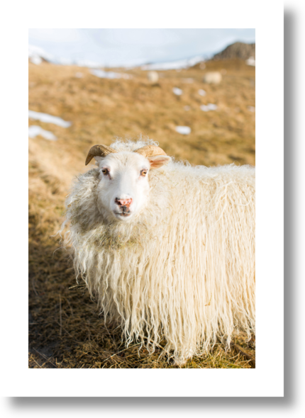 Icelandic Sheep by Robert and Tiffany Peterson on Artfully Walls