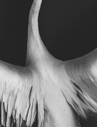Up Close: The Beauty of Nature's Creatures