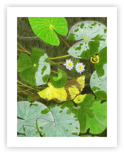 Water lilies by Vika Mozer on Artfully Walls | Artfully Walls