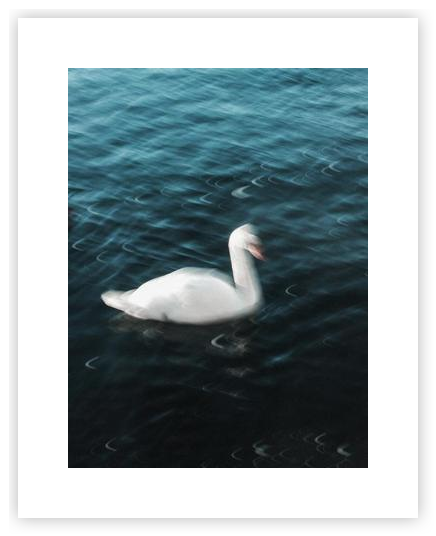 The Swan by Hilde Mork on Artfully Walls | Artfully Walls