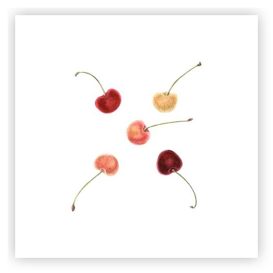 Cherries by Lyubov Fonareva on Artfully Walls | Artfully Walls