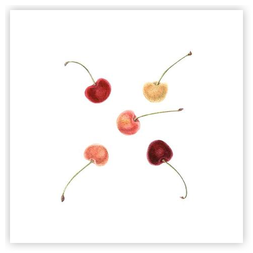 Cherries by Lyubov Fonareva on Artfully Walls | Artfully Walls