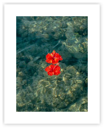 Floating Hibiscus by Raisa Zwart on Artfully Walls | Artfully Walls
