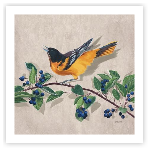 Oriole with Serviceberries by Carolynn Elshof on Artfully Walls