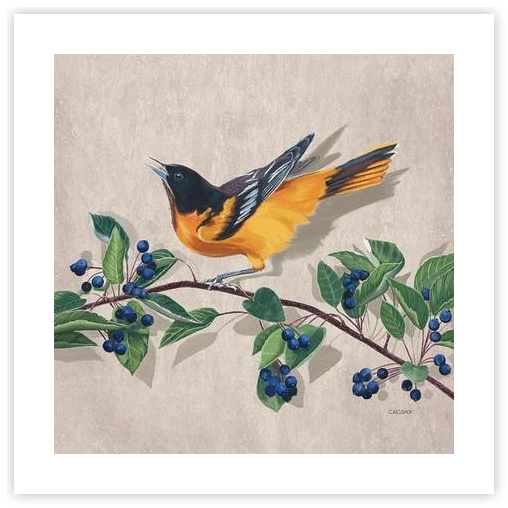 Oriole with Serviceberries by Carolynn Elshof on Artfully Walls