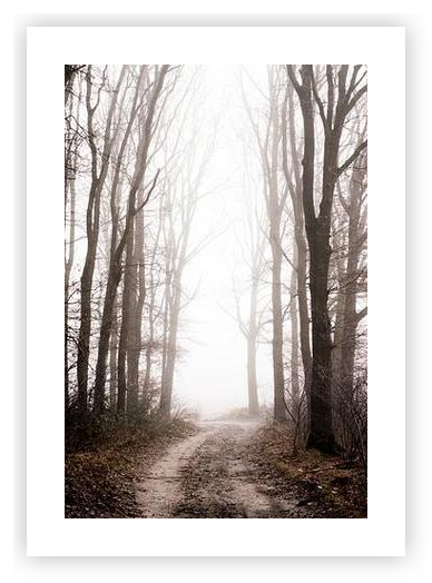 Forest Mystical Foggy Path in a Tranquil Landscape by Femke