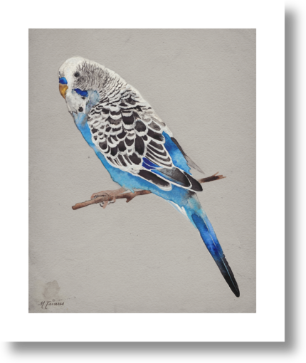 Blue Parakeet by Michelle Tavares on Artfully Walls | Artfully Walls