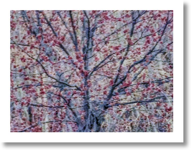 Pink flowering tree #9645 by Greg Anthon - Walking Shadow Pictures
