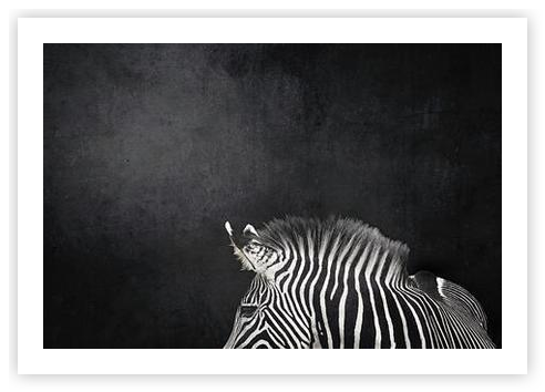 Striped Grace Zebra against a Dark Background by Femke Ketelaar on