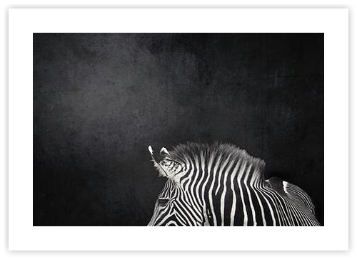 Striped Grace Zebra against a Dark Background by Femke Ketelaar on