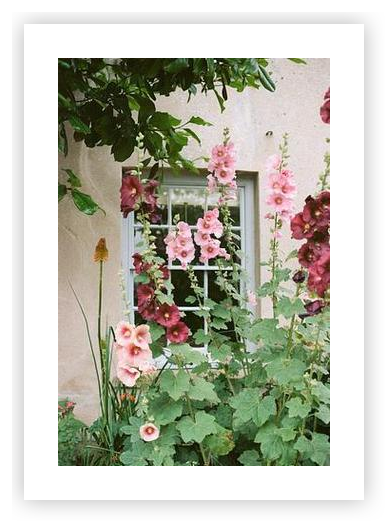 English Hollyhocks by Julie Pointer Adams on Artfully Walls