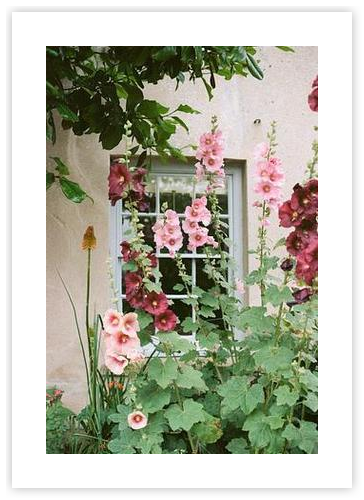 English Hollyhocks by Julie Pointer Adams on Artfully Walls