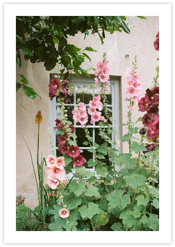 English Hollyhocks by Julie Pointer Adams on Artfully Walls