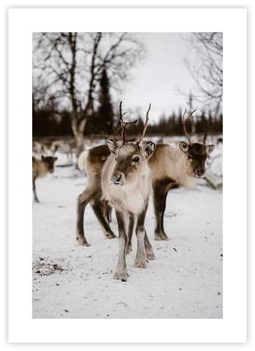 Reindeer in Scandinavia by Manon Galama on Artfully Walls