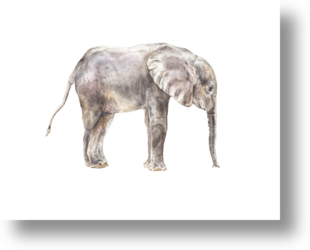 Baby Elephant Watercolor by Lauren Rogoff on Artfully Walls
