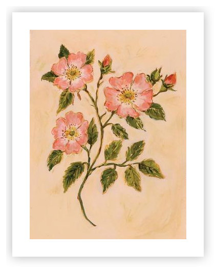 Wild rose by Catherine Shaw on Artfully Walls | Artfully Walls