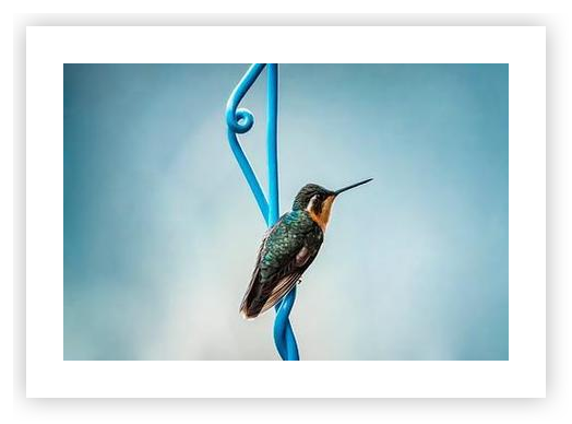 Hummingbird on Blue Spiral against Soft Sky Blue by Femke Ketelaar