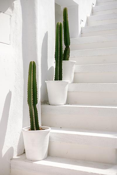 Cactus vibes from Mykonos, Greece by Elsbeth van der Meulen on Artfully  Walls