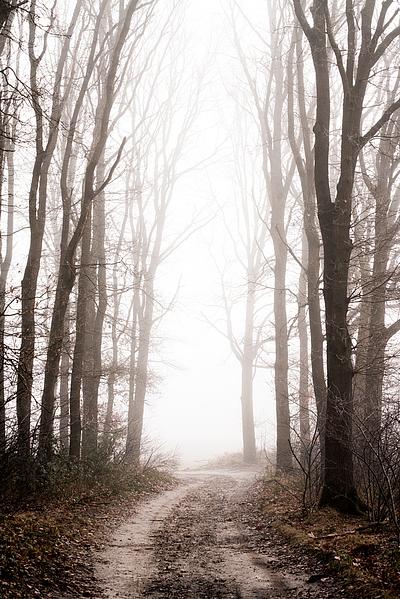 Forest Mystical Foggy Path in a Tranquil Landscape by Femke