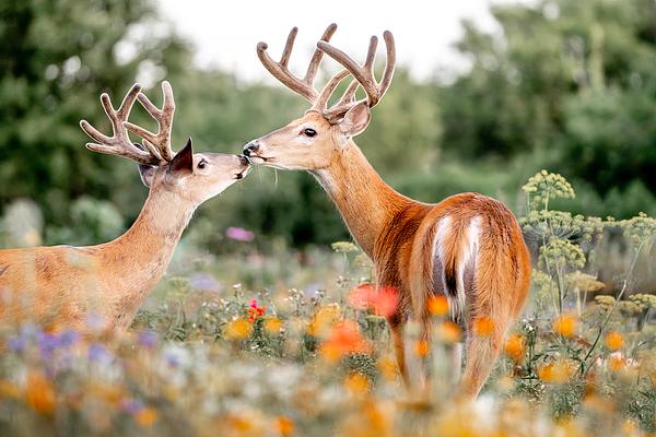 Deer from above with green background // animal, antlers, nature