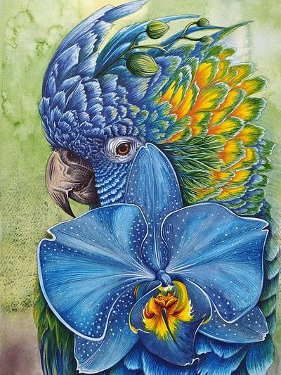 The Grey Parrot by Catherine Nolin on Artfully Walls | Artfully Walls