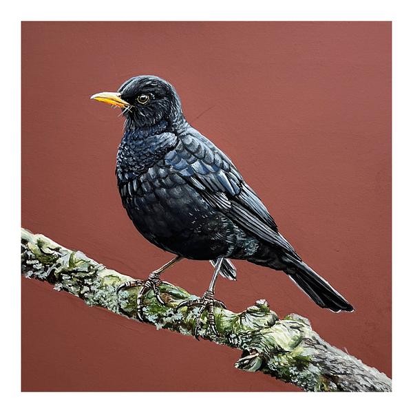 John the blackbird by Kelly Preedy on Artfully Walls | Artfully Walls